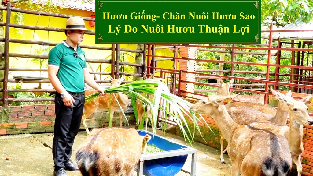 HƯƠU GIỐNG: CHĂN NUÔI HƯƠU SAO - LÝ DO NUÔI HƯƠU THUẬN LỢI