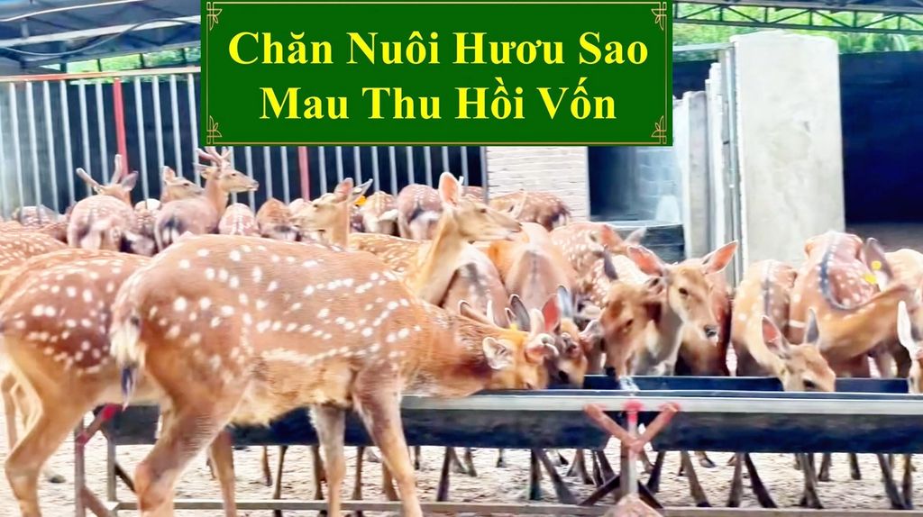 CHĂN NUÔI HƯƠU SAO - MAU THU HỒI VỐN