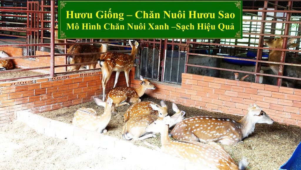 HƯƠU GIỐNG - CHĂN NUÔI HƯƠU SAO MÔ HÌNH CHĂN NUÔI XANH SẠCH HIỆU QUẢ