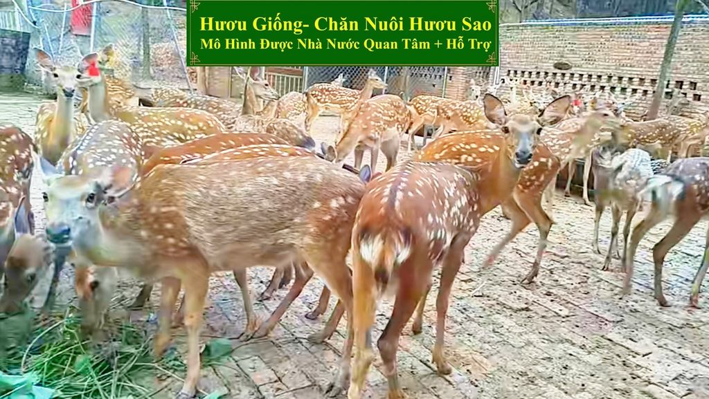 HƯƠU GIỐNG - CHĂN NUÔI HƯƠU SAO MÔ HÌNH ĐƯỢC NHÀ NƯỚC QUAN TÂM + HỖ TRỢ