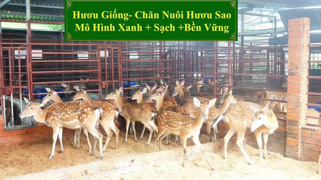 HƯƠU GIỐNG - CHĂN NUÔI HƯƠU SAO MÔ HÌNH XANH + SẠCH + BỀN VỮNG