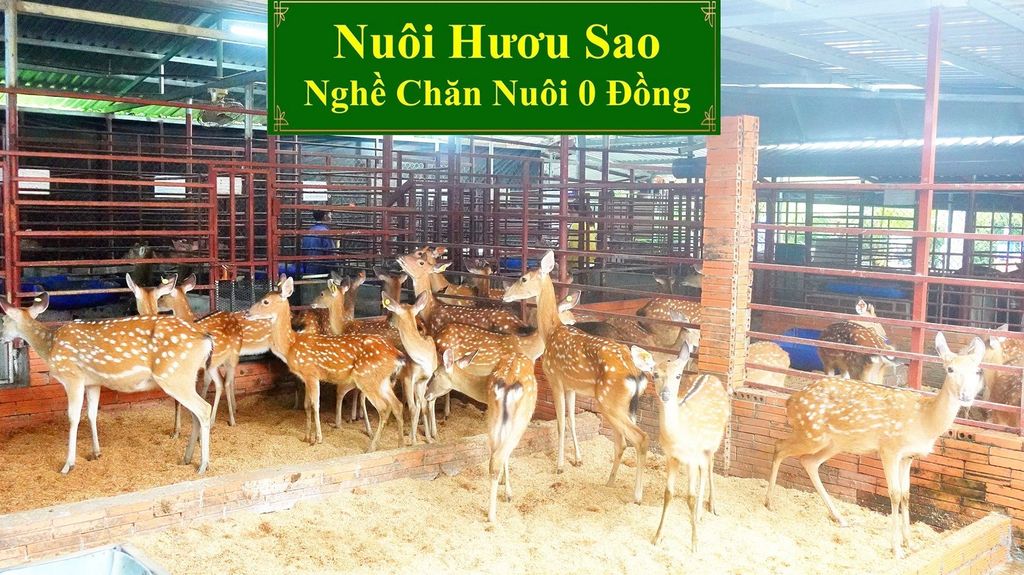 NUÔI HƯƠU SAO - NGHỀ CHĂN NUÔI 0 ĐỒNG