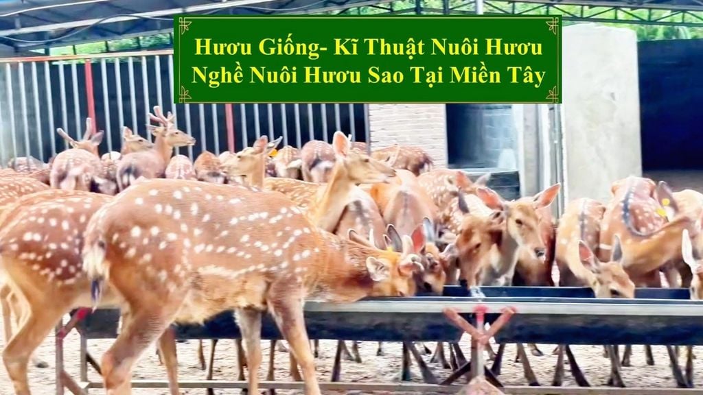 HƯƠU GIỐNG - KĨ THUẬT NUÔI HƯƠU SAO NGHỀ NUÔI HƯƠU SAO TẠI MIỀN TÂY