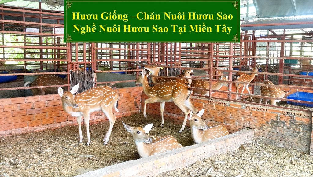 HƯƠU GIỐNG - CHĂN NUÔI HƯƠU SAO NGHỀ NUÔI HƯƠU SAO TẠI MIỀN TÂY