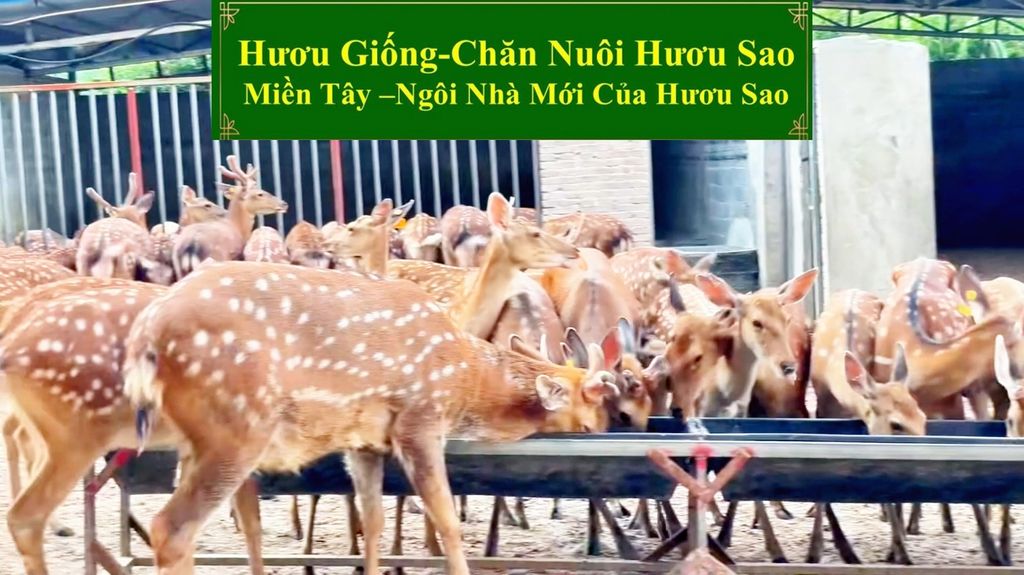 HƯƠU GIỐNG - CHĂN NUÔI HƯƠU SAO NGÔI NHÀ MỚI CỦA HƯƠU SAO