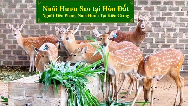 CHĂN NUÔI HƯƠU SAO - NGƯỜI TIÊN PHONG NUÔI HƯƠU TẠI KIÊN GIANG