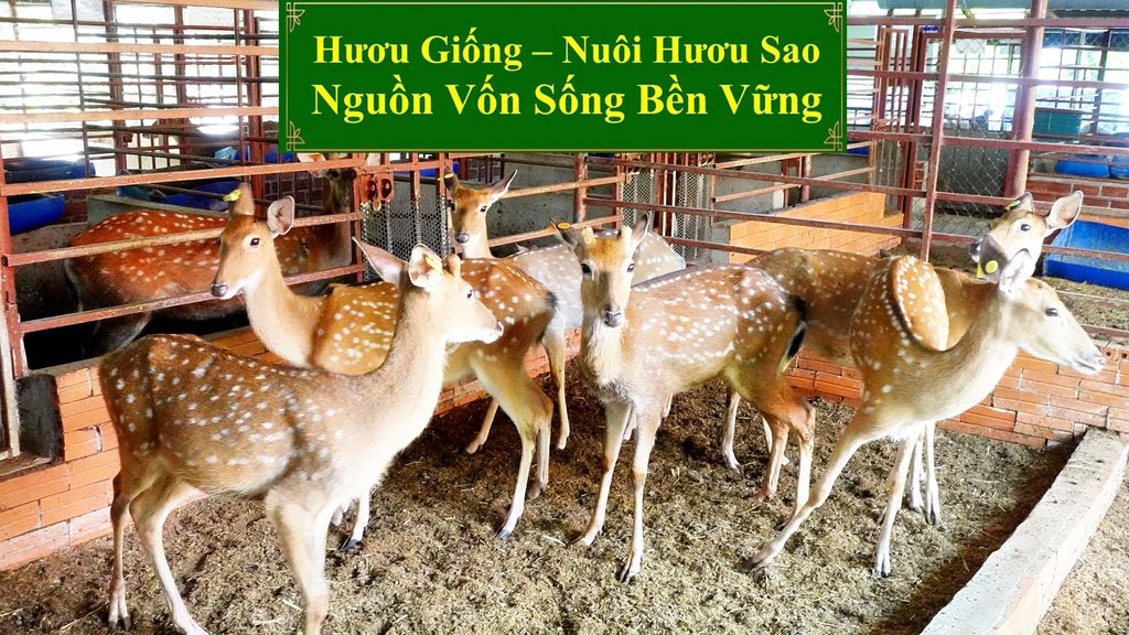 HƯƠU GIỐNG - NUÔI HƯƠU SAO NGUỒN VỐN SỐNG BỀN VỮNG