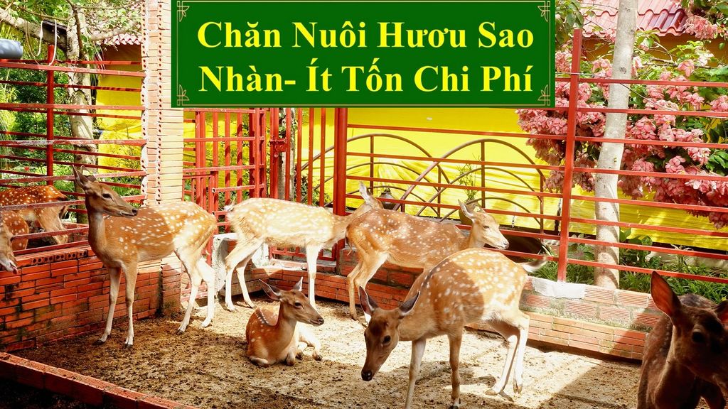 CHĂN NUÔI HƯƠU SAO - NHÀN, ÍT TỐN CHI PHÍ