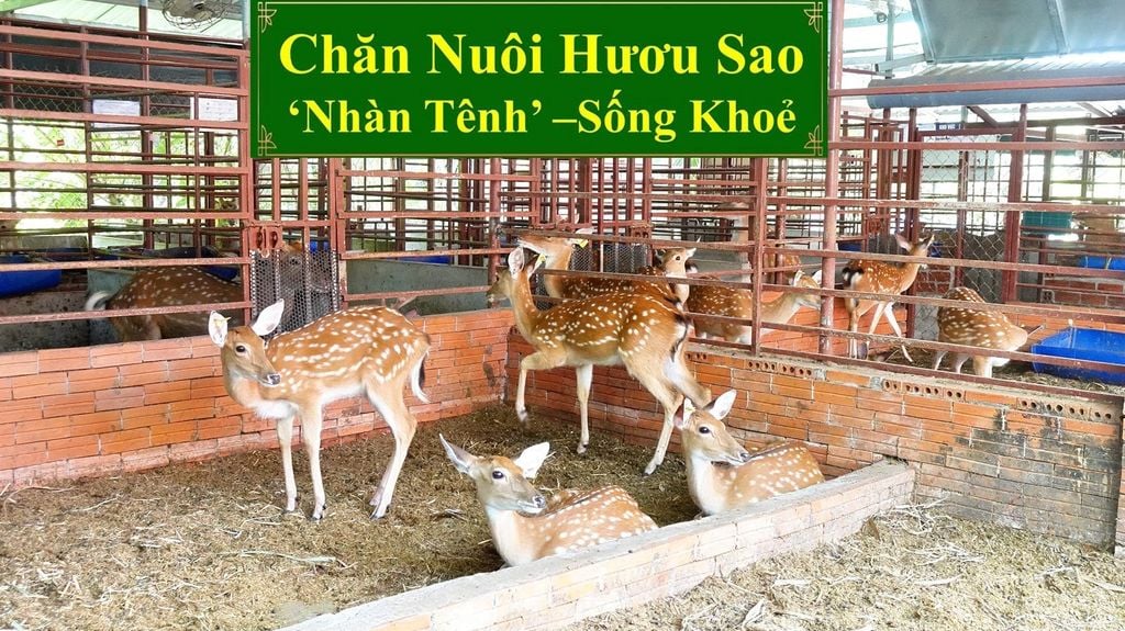 CHĂN NUÔI HƯƠU SAO - NHÀN TÊNH, SỐNG KHOẺ