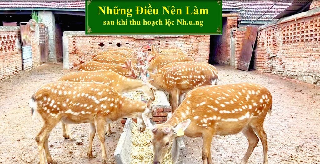 NHỮNG ĐIỀU NÊN LÀM KHI THU HOẠCH LỘC NHUNG