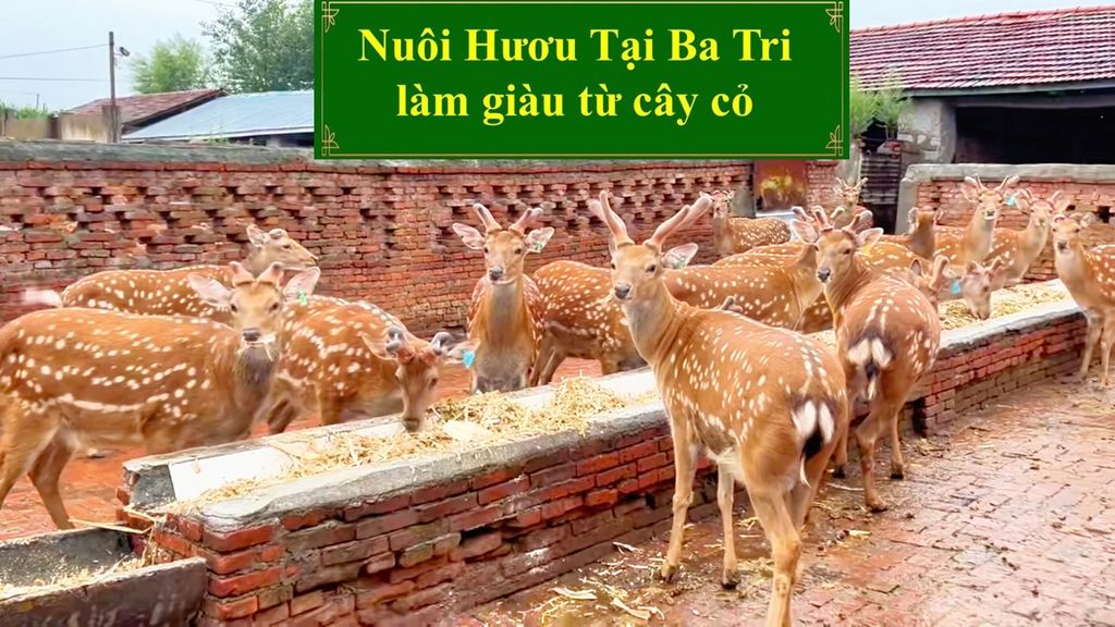 HƯƠU GIỐNG - NUÔI HƯƠU TẠI BA TRI LÀM GIÀU TỪ CÂY CỎ