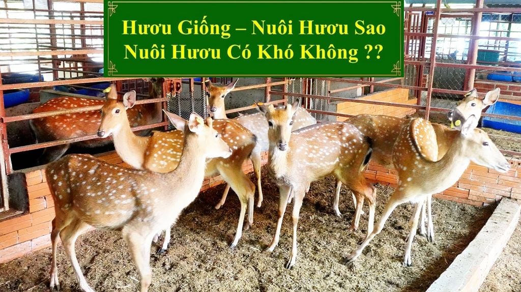 HƯƠU GIỐNG - NUÔI HƯƠU SAO NUÔI HƯƠU CÓ KHÓ KHÔNG??