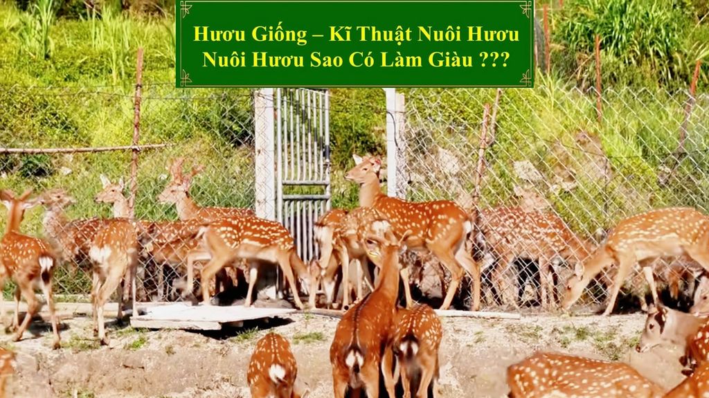 HƯƠU GIỐNG - KĨ THUẬT NUÔI HƯƠU NUÔI HƯƠU CÓ LÀM GIÀU