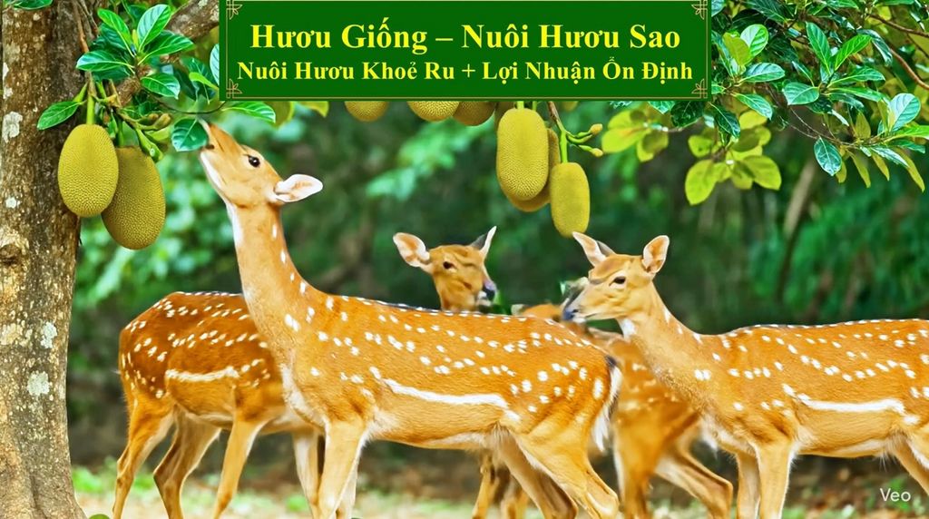 HƯƠU GIỐNG - NUÔI HƯƠU SAO NUÔI HƯƠU KHOẺ RU + LỢI NHUẬN ỔN ĐỊNH