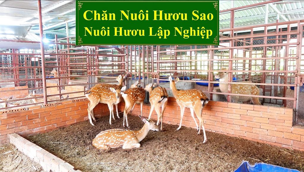 CHĂN NUÔI HƯƠU SAO - NUÔI HƯƠU LẬP NGHIỆP