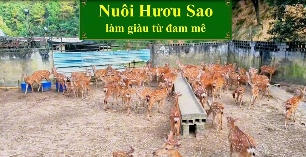 NUÔI HƯƠU SAO LÀM GIÀU TỪ ĐAM MÊ