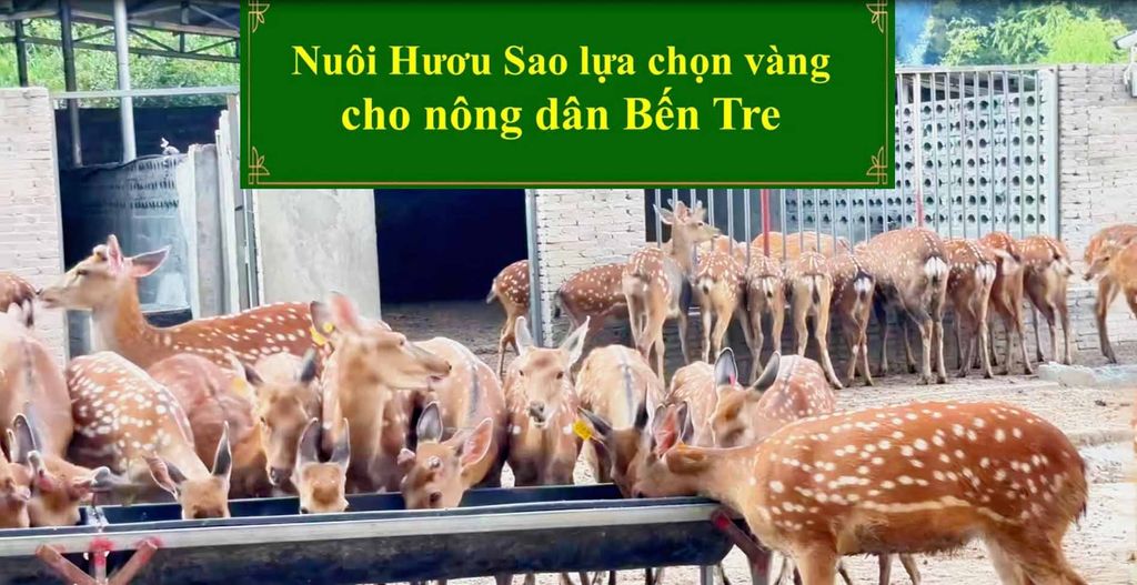NUÔI HƯƠU SAO LỰA CHỌN VÀNG CHO NÔNG DÂN BẾN TRE