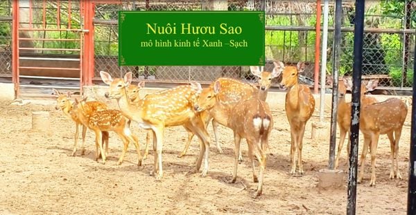 NUÔI HƯƠU SAO MÔ HÌNH KINH TẾ XANH SẠCH