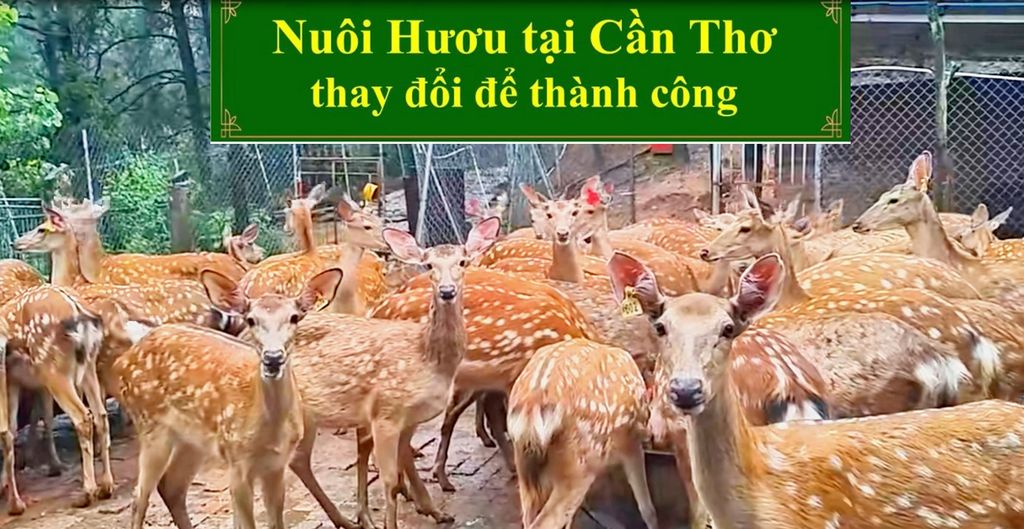 NUÔI HƯƠU SAO TẠI CẦN THƠ THAY ĐỔI ĐỂ THÀNH CÔNG