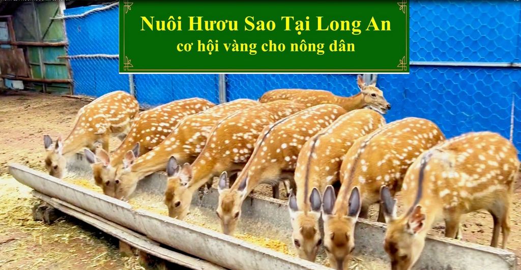 NUÔI HƯƠU SAO TẠI LONG AN CƠ HỘI VÀNG CHO NÔNG DÂN