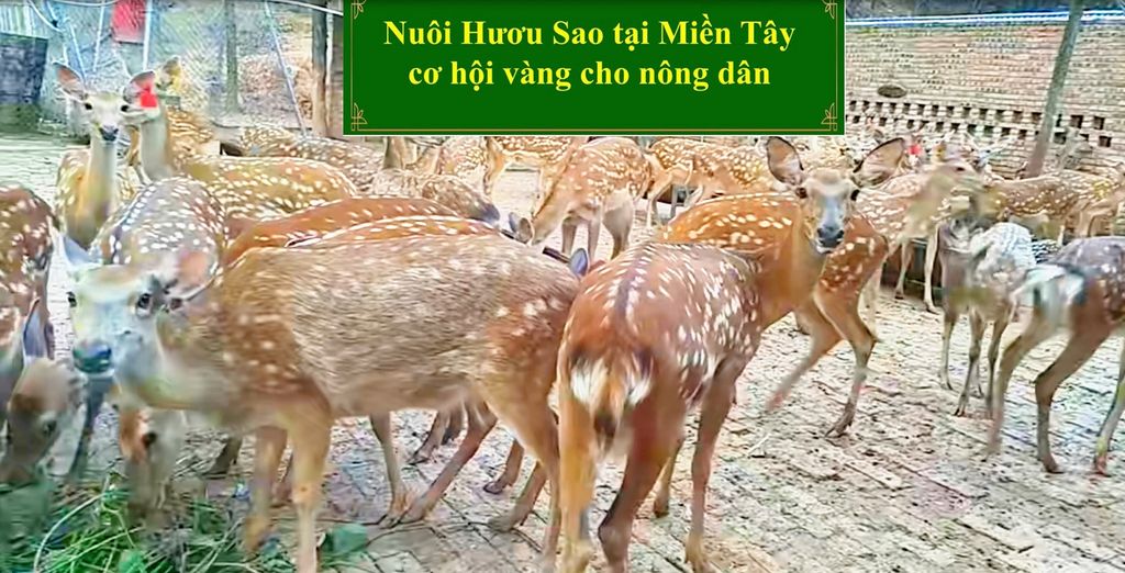 NUÔI HƯƠU SAO TẠI MIỀN TÂY CƠ HỘI VÀNG CHO NÔNG DÂN