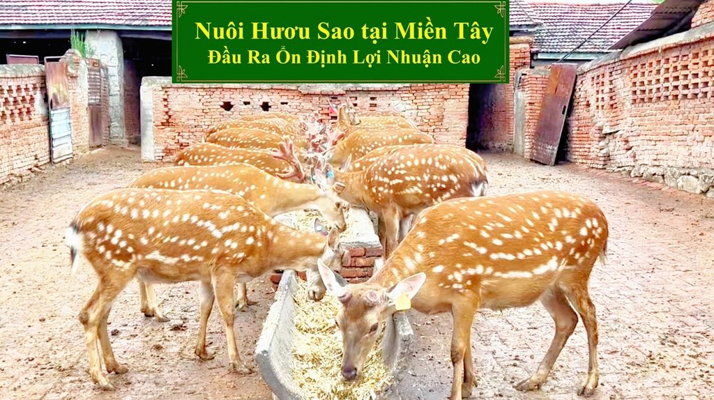 NUÔI HƯƠU SAO TẠI MIỀN TÂY ĐẦU RA ỔN ĐỊNH LỢI NHUẬN CAO