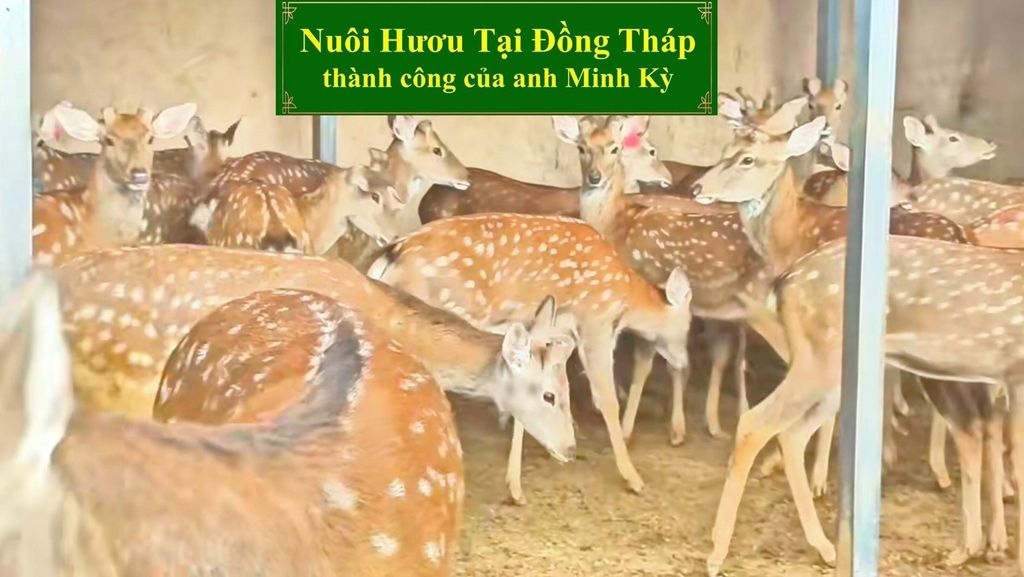 NUÔI HƯƠU TẠI ĐỒNG THÁP THÀNH CÔNG CỦA ANH MINH KỲ