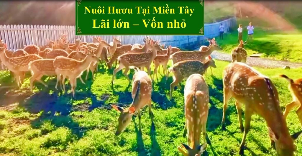 NUÔI HƯƠU TẠI MIỀN TÂY LÃI LỚN - VỐN NHỎ