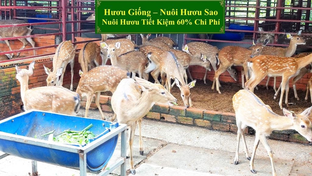 HƯƠU GIỐNG - NUÔI HƯƠU SAO NUÔI HƯƠU TIẾT KIỆM 60% CHI PHÍ