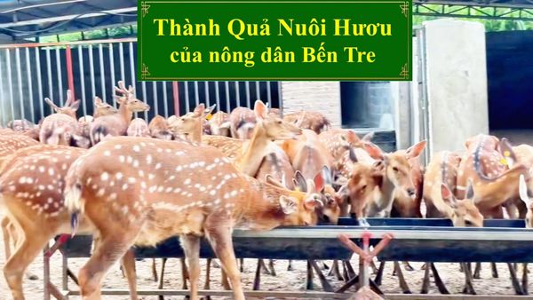HƯƠU GIỐNG - THÀNH QUẢ NUÔI HƯƠU CỦA NÔNG DÂN BẾN TRE