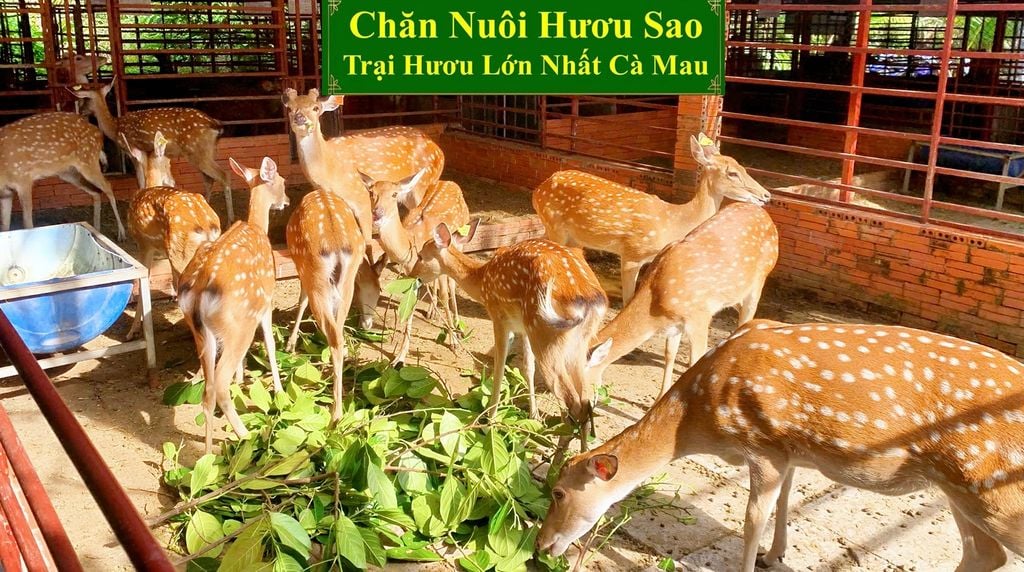 CHĂN NUÔI HƯƠU SAO - TRẠI HƯƠU SAO LỚN NHẤT CÀ MAU