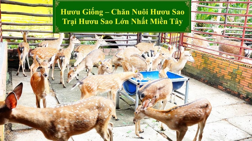 HƯƠU GIỐNG - CHĂN NUÔI HƯƠU SAO TRẠI HƯƠU SAO LỚN NHẤT MIỀN TÂY