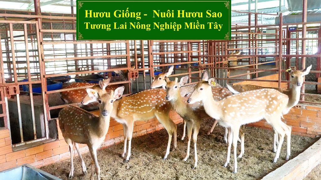 HƯƠU GIỐNG - NUÔI HƯƠU SAO TƯƠNG LAI NÔNG NGHIỆP MIỀN TÂY