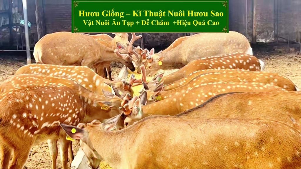 HƯƠU GIỐNG - KĨ THUẬT NUÔI HƯƠU SAO VẬT NUÔI ĂN TẠP DỄ CHĂM + HIỆU QUẢ CAO