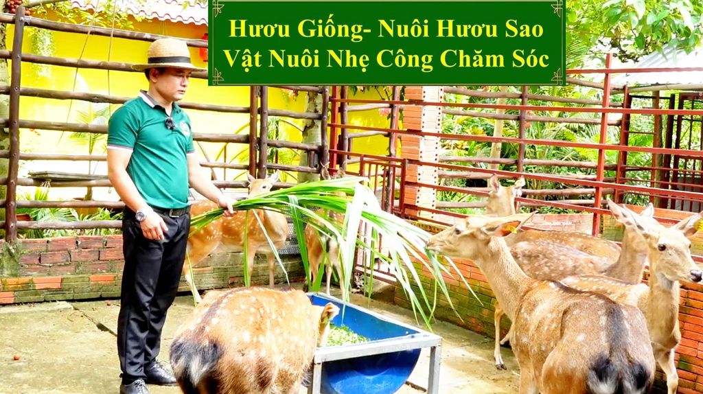 HƯƠU GIỐNG - NUÔI HƯƠU SAO VẬT NUÔI NHẸ CÔNG CHĂM SÓC