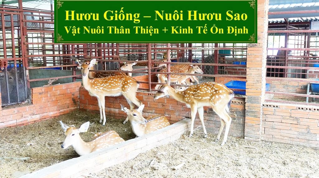 HƯƠU GIỐNG - NUÔI HƯƠU SAO VẬT NUÔI THÂN THIỆN + KINH TẾ ỔN ĐỊNH
