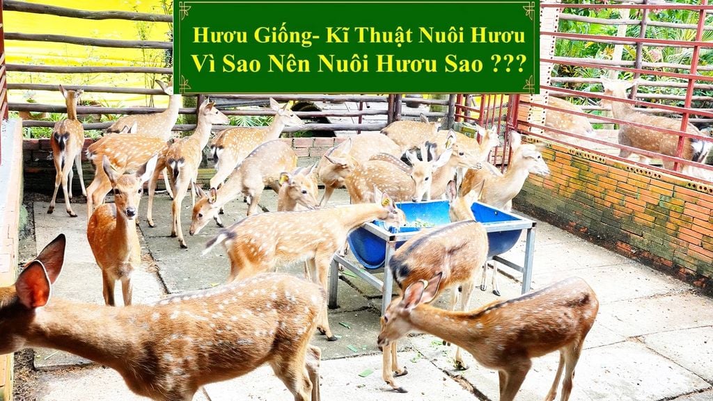 HƯƠU GIỐNG - KĨ THUẬT NUÔI HƯƠU VÌ SAO NÊN NUÔI HƯƠU SAO