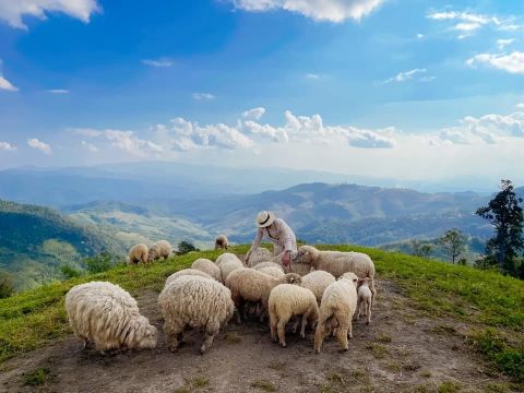 Quán cà phê cừu thơ mộng giữa núi đồi ở Thái Lan