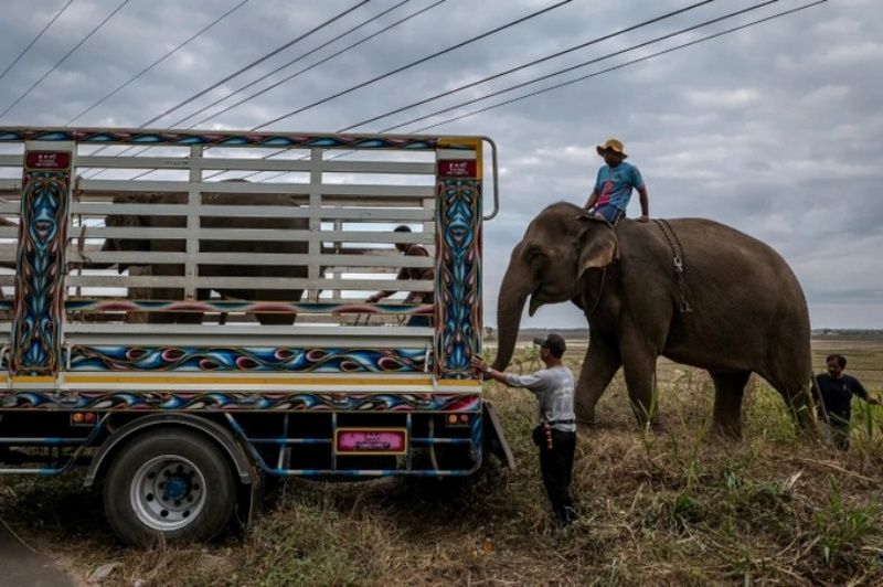 Vắng khách du lịch: Đàn voi ở Thái Lan lâm cảnh thất nghiệp và đói ăn