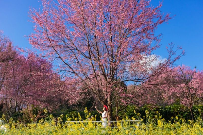 Top 5 điểm ngắm hoa anh đào đẹp nhất Chiang Mai