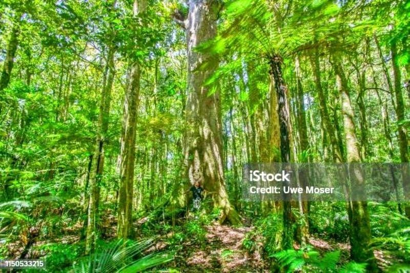 Hệ sinh thái phong phú ở rừng quốc gia Khao Phanom Bencha