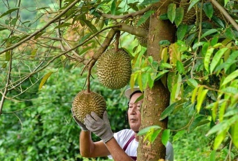 Khám phá vườn trái cây Supattra khi đến Thái Lan