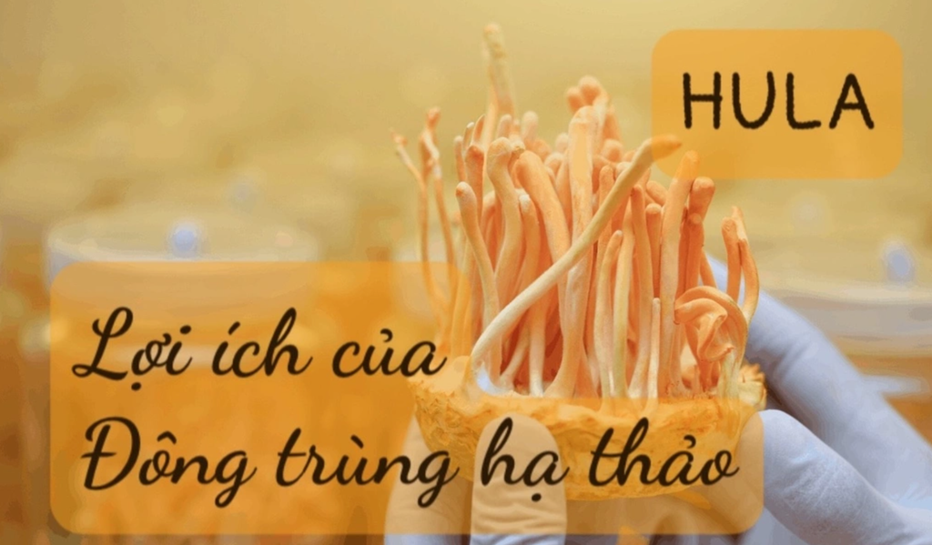 Công dụng của Đông trùng hạ thảo