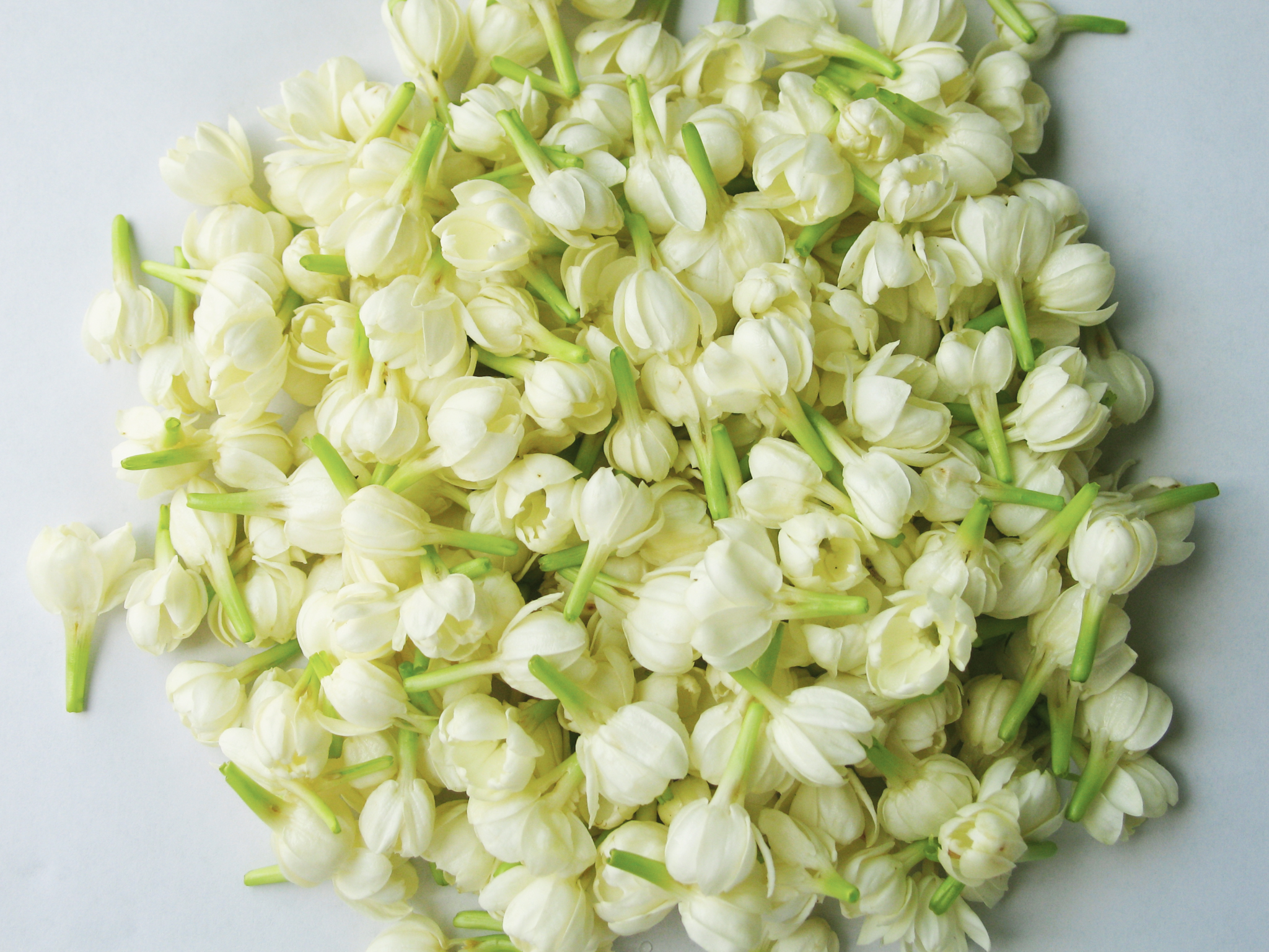 Khám phá Lợi Ích Sức Khỏe Tuyệt Vời Từ Hoa Lài Trong Mật Táo Đỏ Tâm An