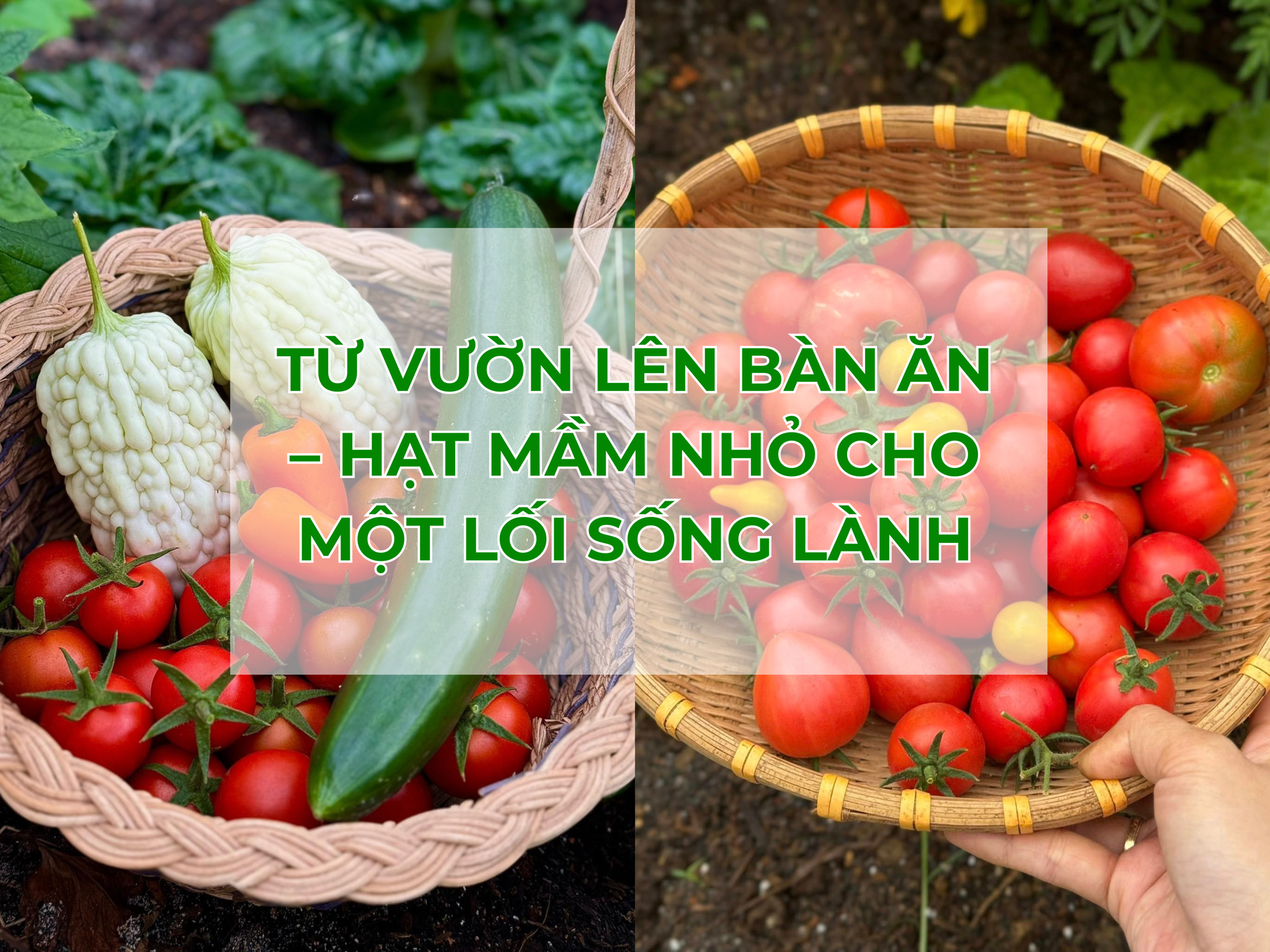 Từ Vườn Lên Bàn Ăn: Hành Trình Xanh Cho Một Lối Sống Lành Mạnh