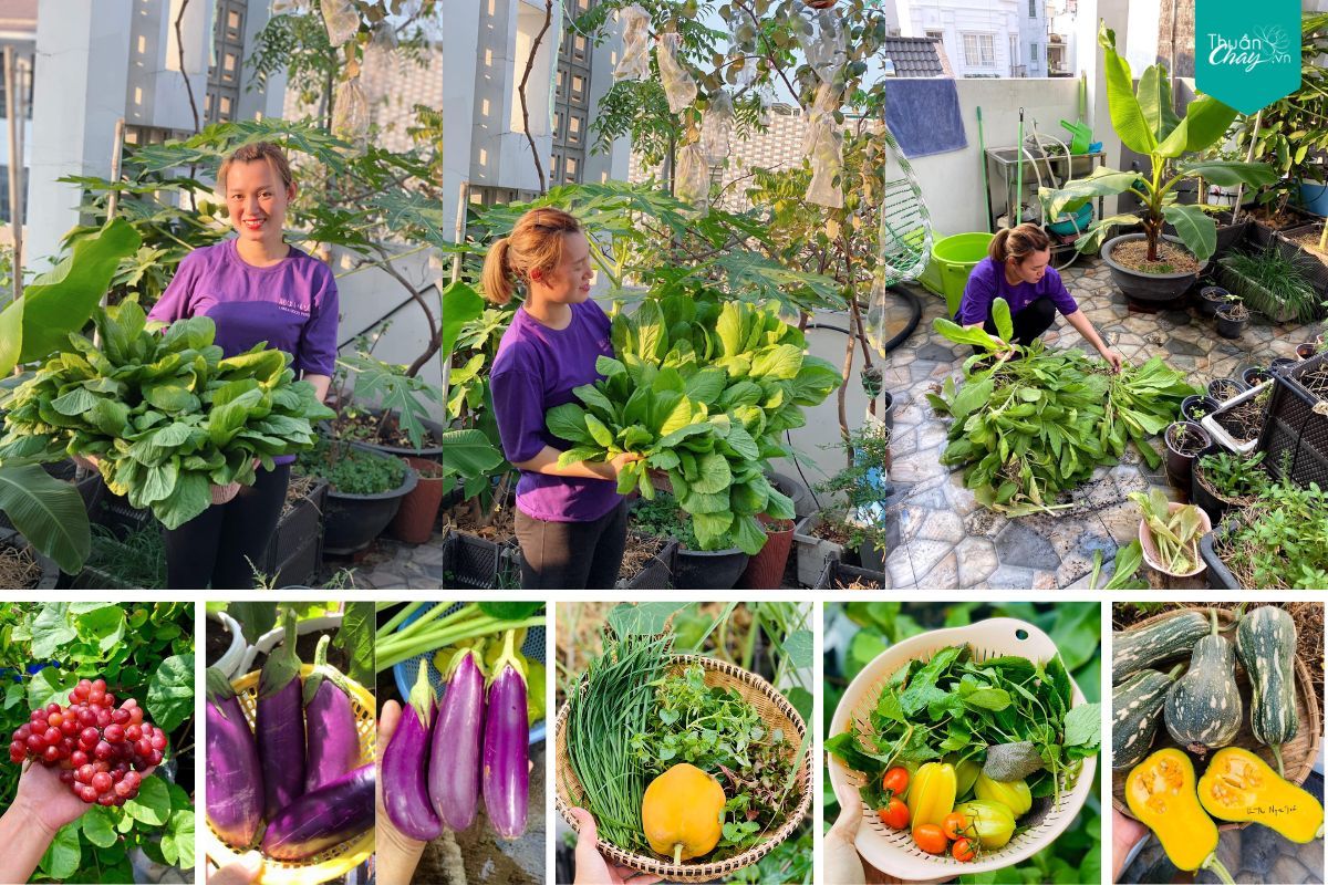 Vườn rau xanh giữa lòng SG
