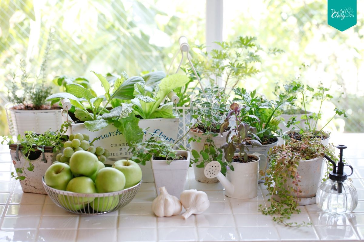 Những bạn rau xanh vườn nhà