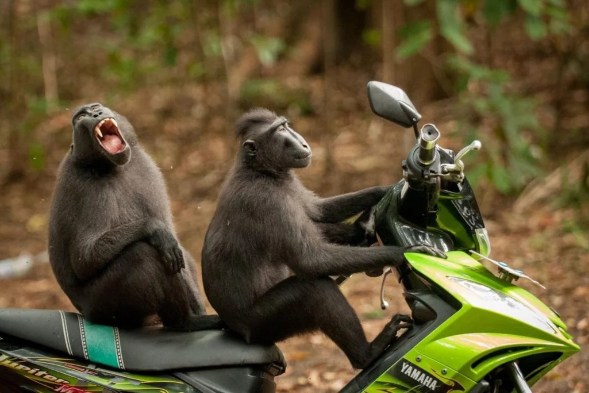 Năng lượng tích cực từ bức ảnh động vật phát ra tiếng cười