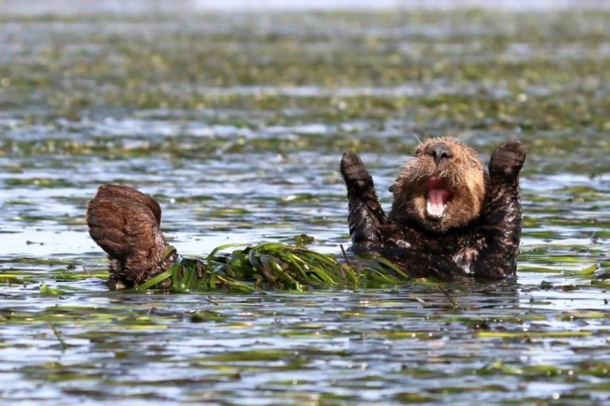 Năng lượng tích cực từ bức ảnh động vật phát ra tiếng cười