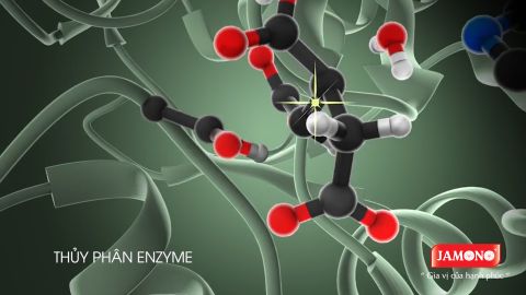 Tìm hiểu về công nghệ ENZYME trong sản xuất hạt nêm JAMONO